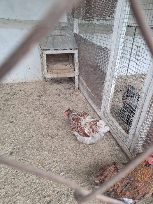 Продам семеику виандотов