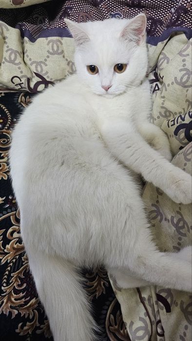 Mushukchalar yoqimtoy opa singillar sizni quvontiradi seb o'ylayman...