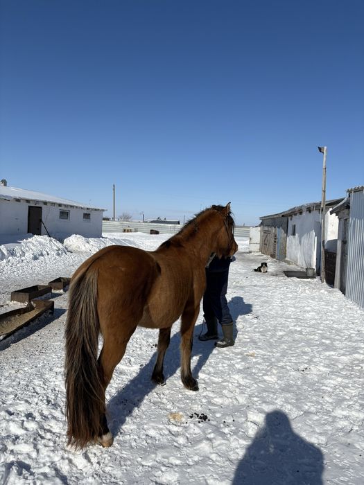 Айғыр Жеребец 5 жыл