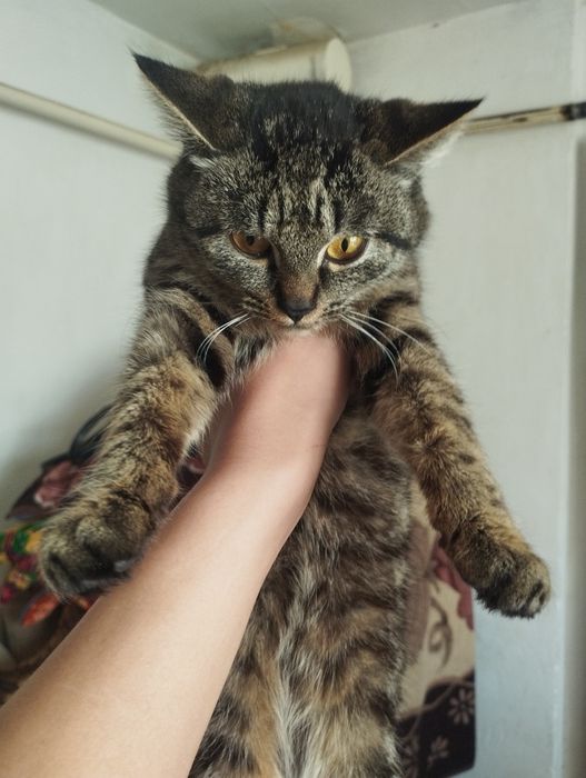 Игривое котята,мышеловый