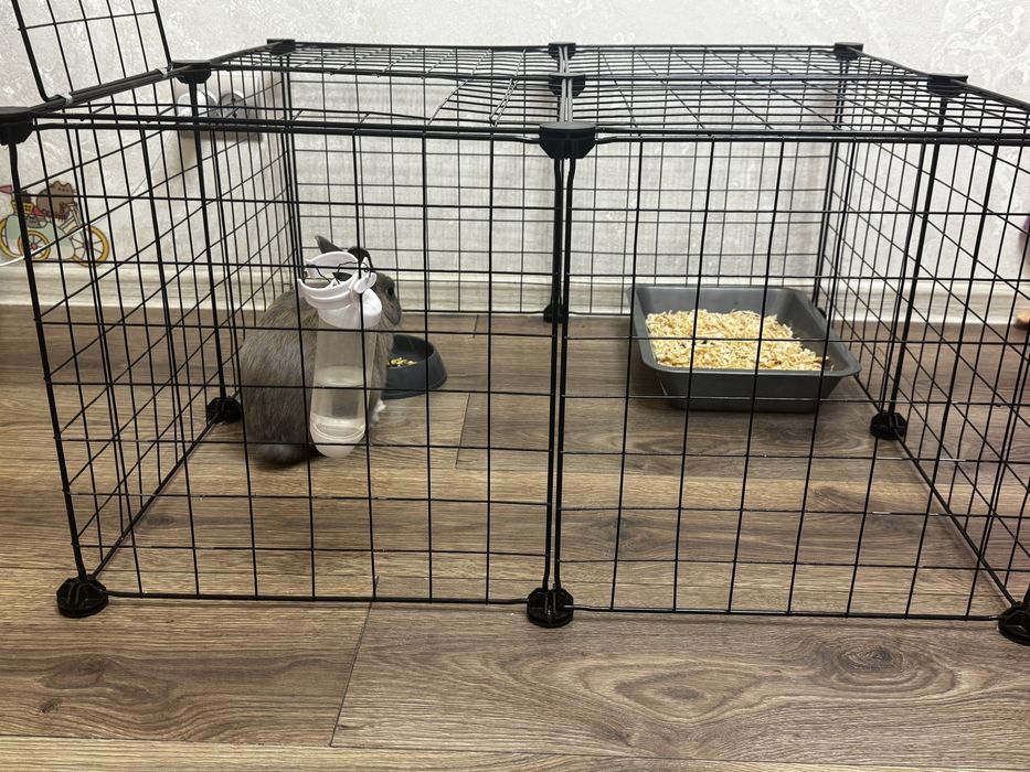 Отдам в добрые руки кролика