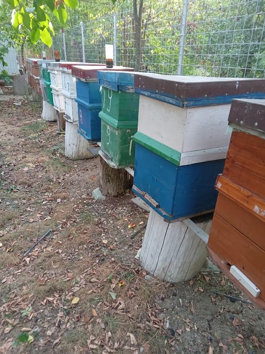 Vând familii de albine