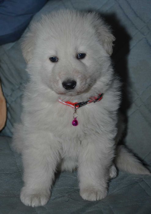 Продават се малки кученца от породата Бяло швейцарско овчарско куче