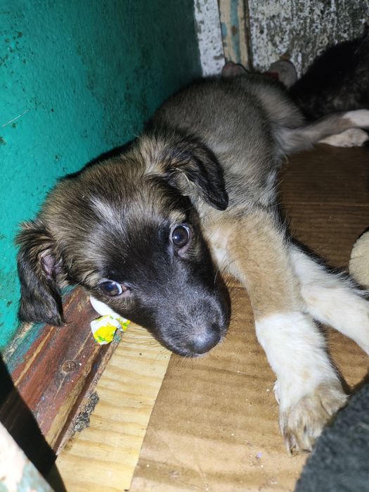 Отдам щенков . .