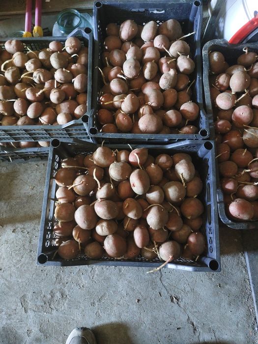 Продам семенной картофель