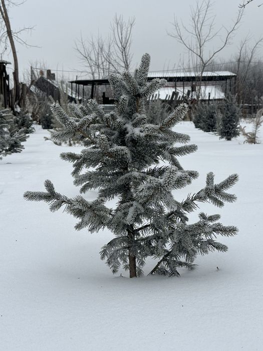 Ель голубая , ель сибирская