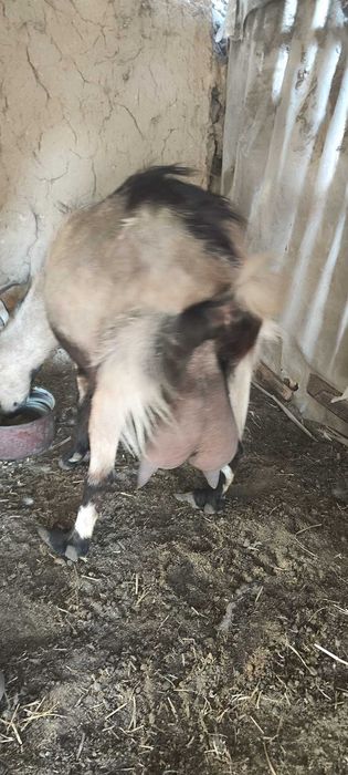 Capre de rasă Sannen-Alpină Franceză