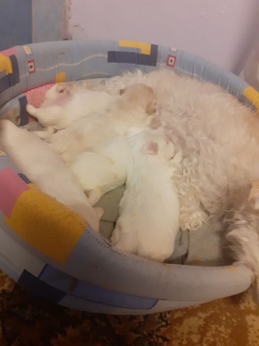 Vând pui de catei bison maltez