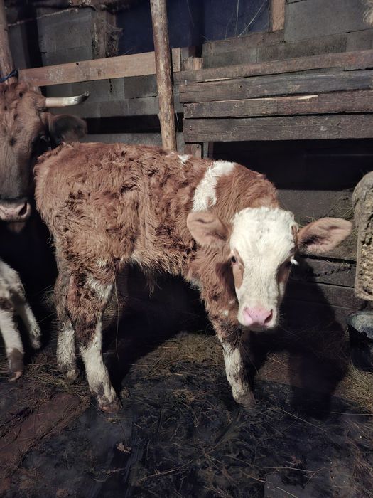 Vand 2 vaci cu viței