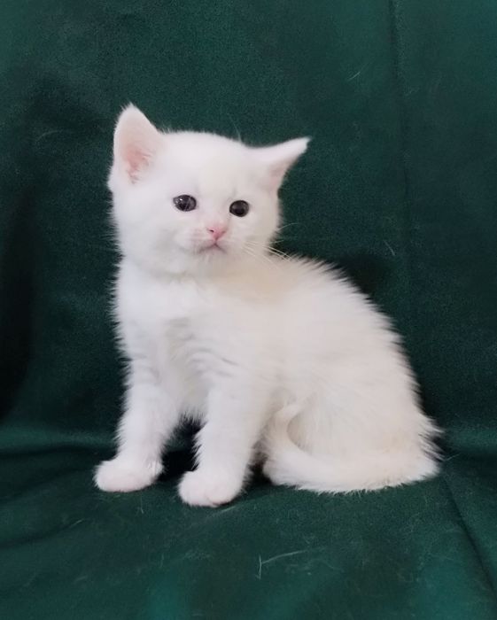 Белые британчики