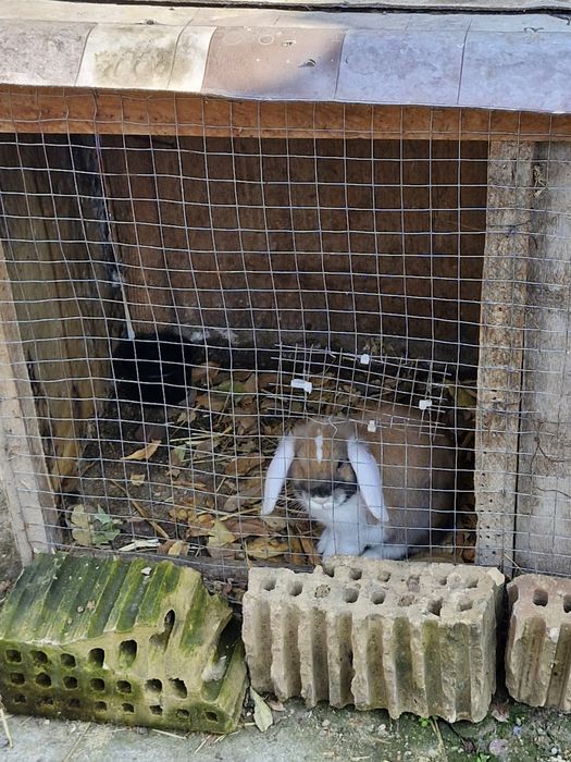 Fransuskiy baran sotiladi sames