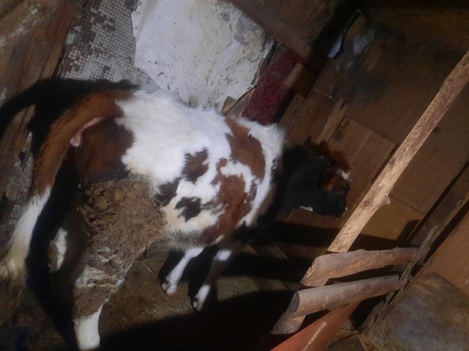 Продам тёлка 2года