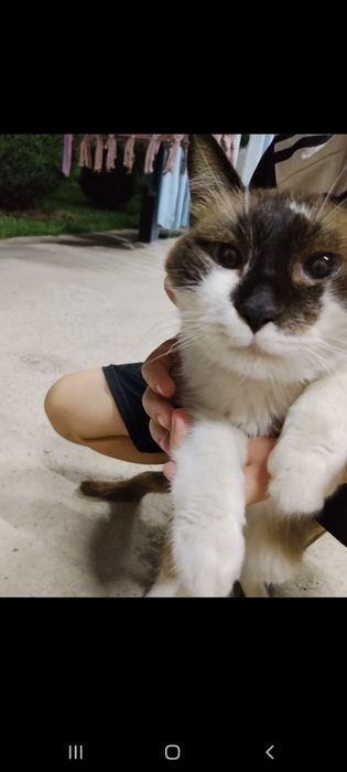 Кошка одам даром бесплатна