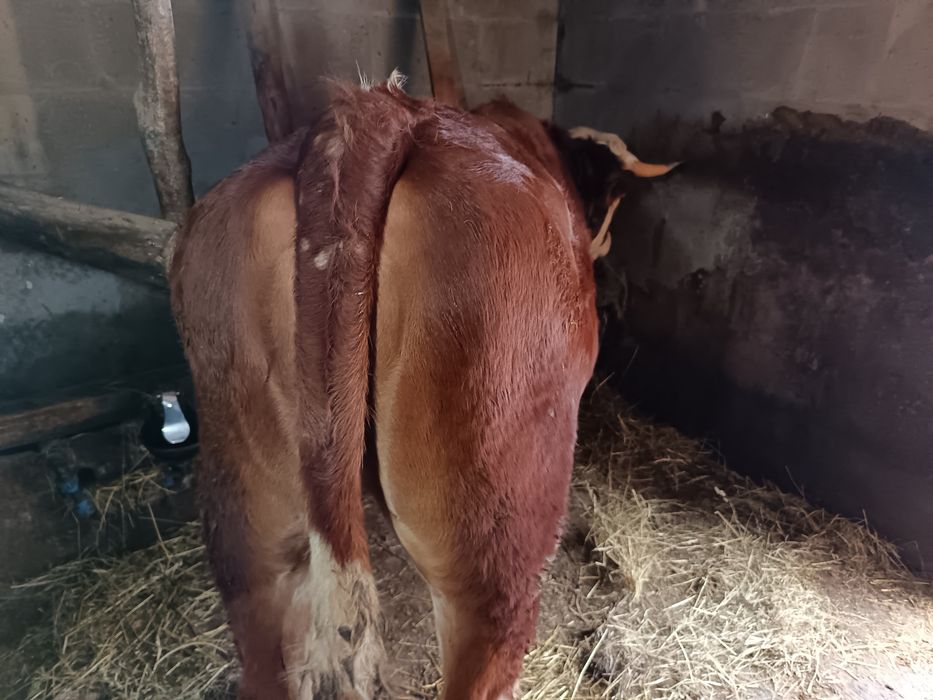 Vând vacă 4 ani și junincă 2 ani