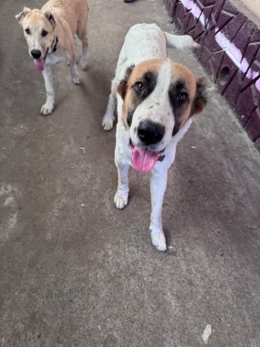 Алабай девочка ищет дом