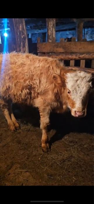 два быка, подсосники