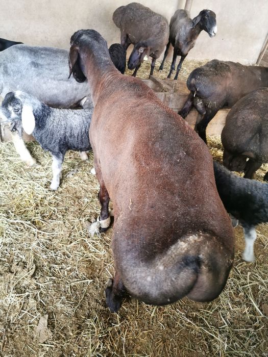 Кошкар сатылады семир