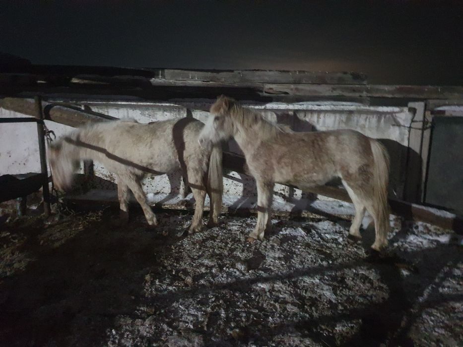 Продам 2 байтал с откорма