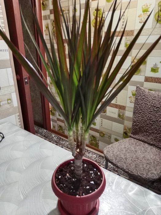 Продам пальму драцену