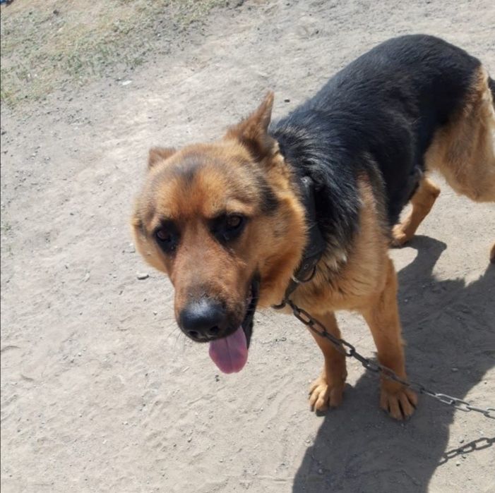 Пропал пёс немец