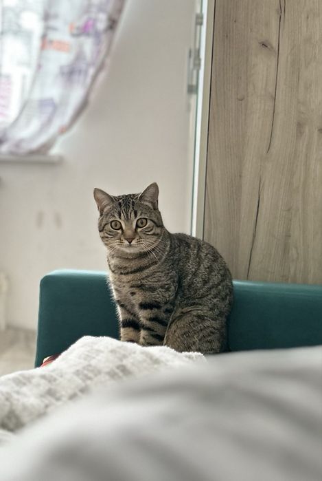 Отдам кота в добрые руки БЕСПЛАТНО