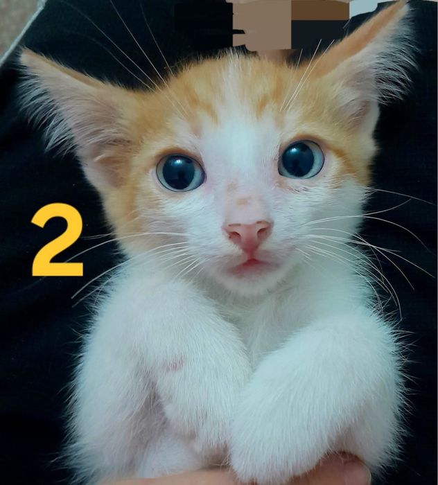 Отдам котят в добрые руки