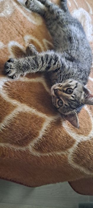 Отдам катенка в добрые руки