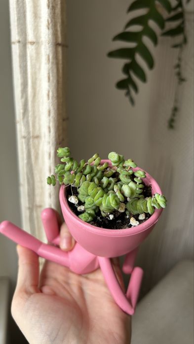 Крассула хоттентот