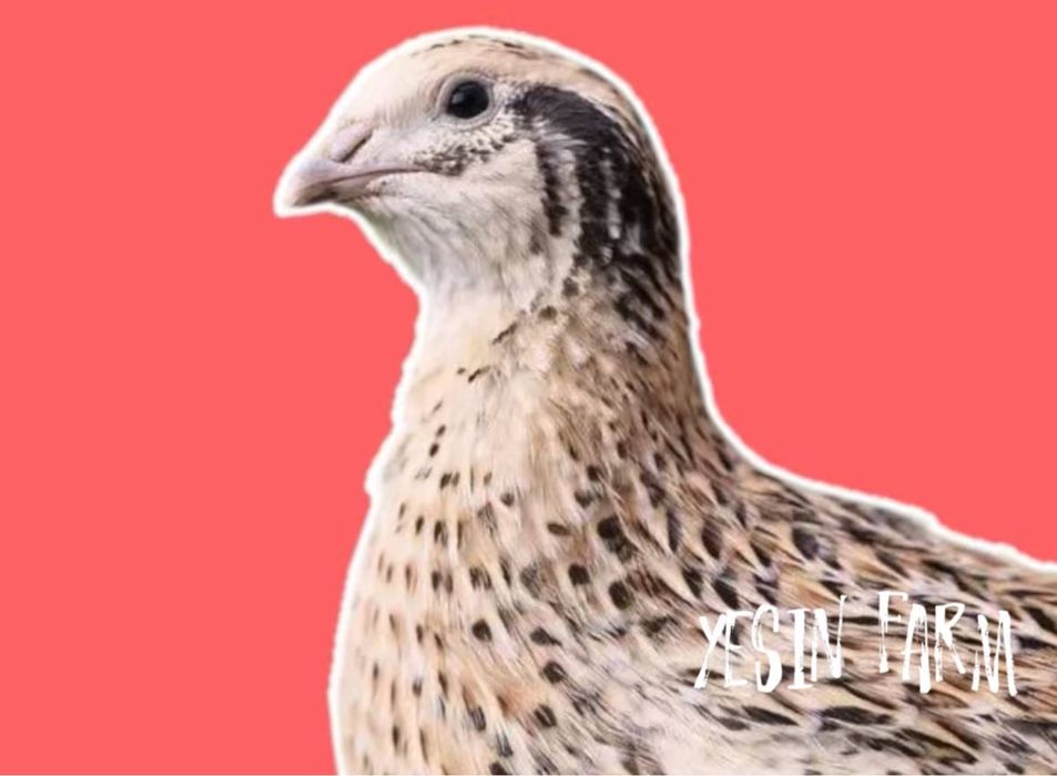 Перепелиные яйца инкубационные порода маньчжур выгодно