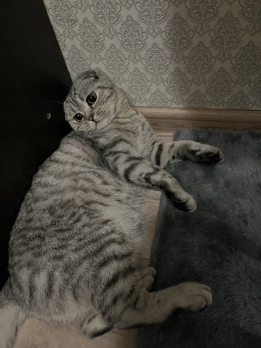 Вязка с шотландской красавицей