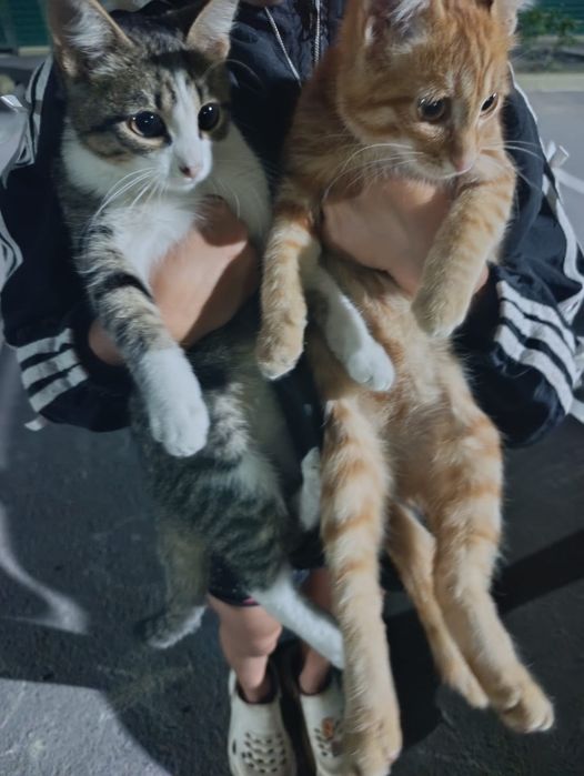 Котята в добрые руки