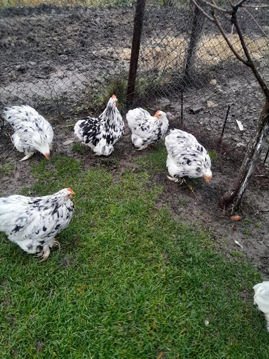 Vînd puici si gaini de anul trecut tot ce se vede este de casa