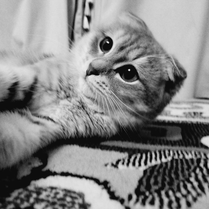 Кот( породистый)