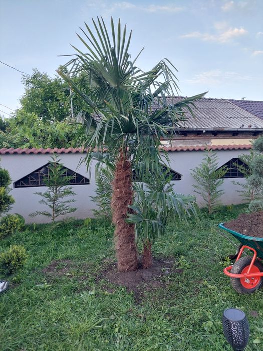 Amenajari gradini de la A la Z