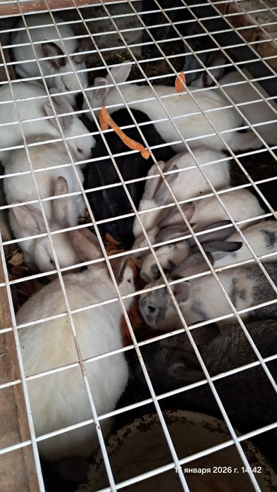 Кролики на выбор, quyon tanlab olishga