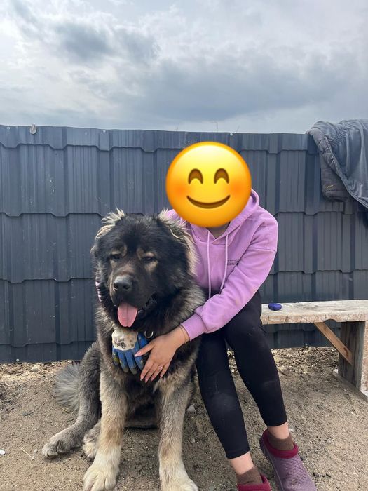 вязка Кавказская овчарка