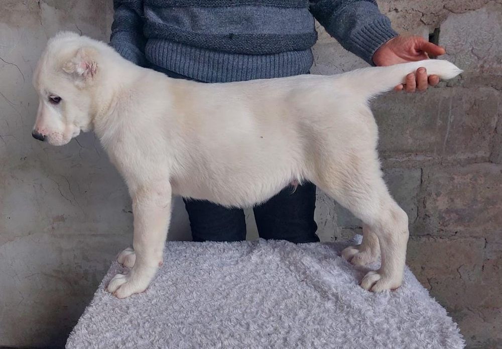 Предлагаются щенки САО