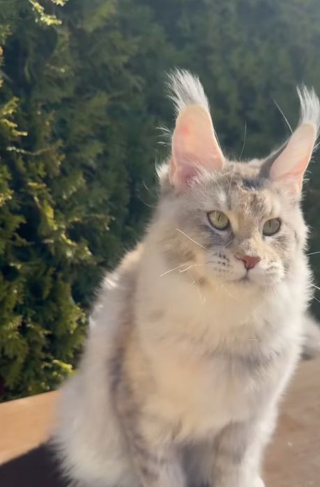 Котенок Мейнкун. 65000