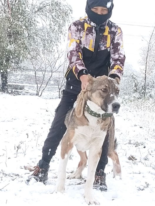 Тазы 7 айлық Төбет Бір жасқа толды