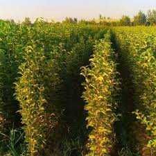 Mevali daraxt ko'chati sotiladi