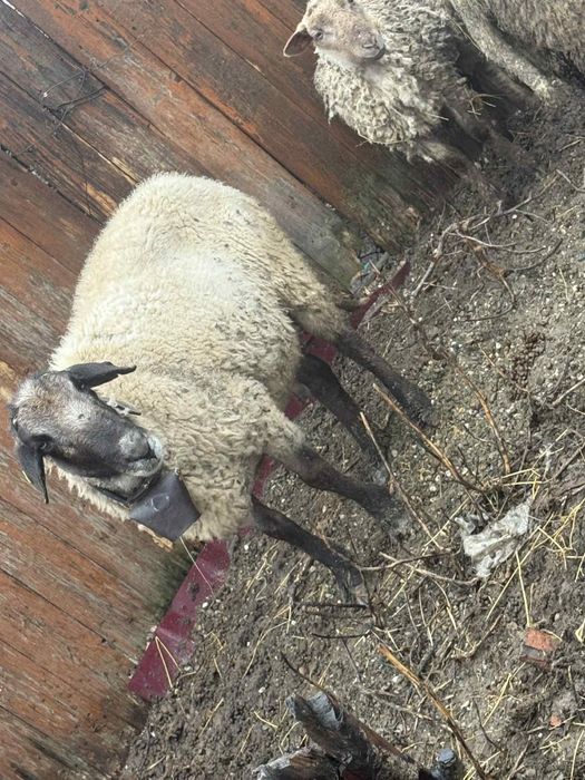 Berbec si 2 melute carabase se accepta si schimb cu alte oii