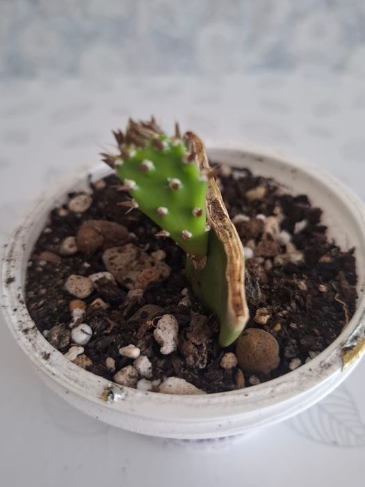 Продам суккуленты