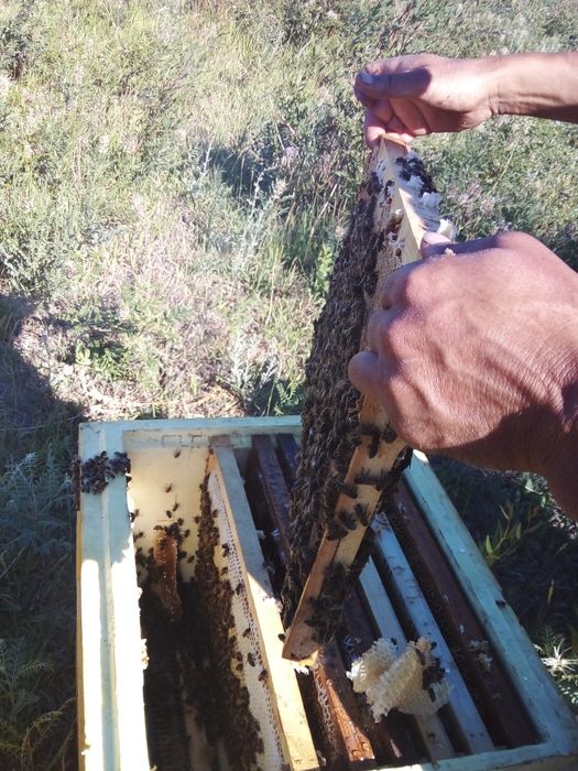 Мед степной свежий