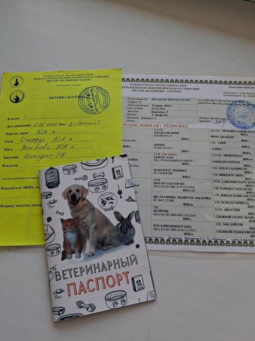 Британочка с документами