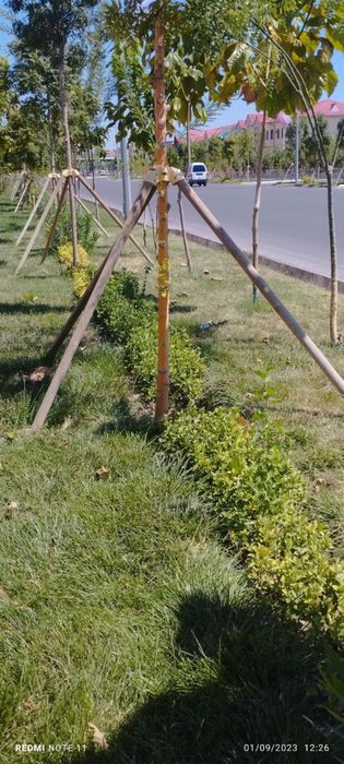 Опора для растений и деревьев( дарахтларга козик ва тиргаклар)