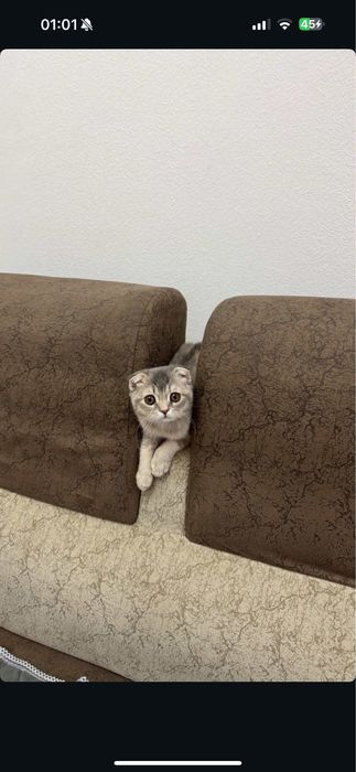 Продается котенок (скоттиш фолд)