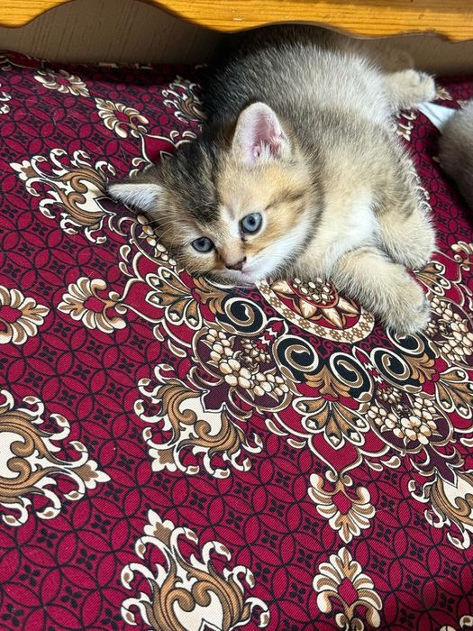 Mushuk bolasi sotiladi