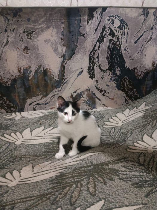 Отдам котят в добрые руки!