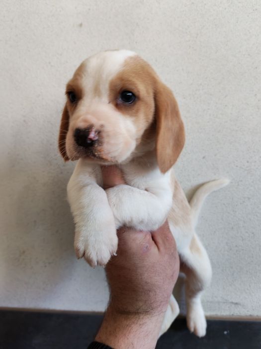 Fetiță beagle bicolor cu certificat pedigree