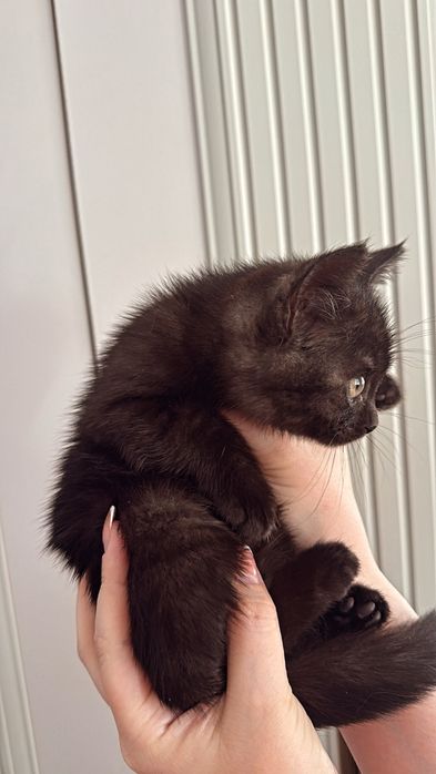 Котенок,бесплатно